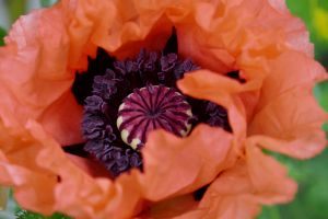 mohn