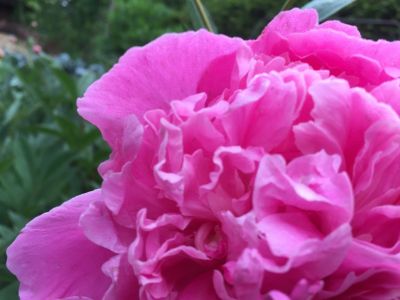 gelzeit rosa